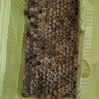 عسل درمانی طبیعی به قیمت مناسب