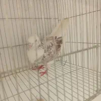 فروش و معاوضه