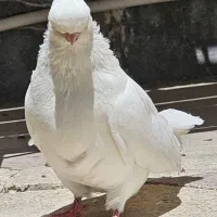 کبوتر سفید ماده قنار