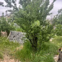 زمین-اهل-بیت-صدرا