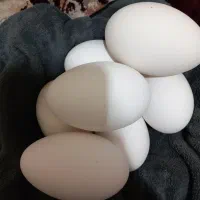 تخم غاز
