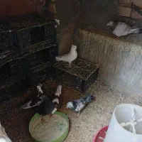 6تا کبوتر