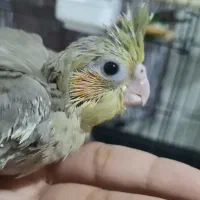 جوجه عروس هلندی