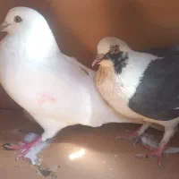 کبوتر