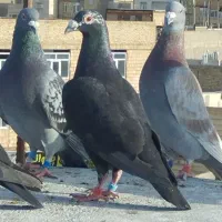 یک بوم کبوتر ضد و خوردی جوجه دست