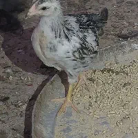 جوجه محلی