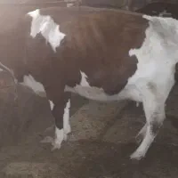 گاو سرابی با گوساله سیمنتال