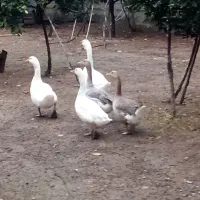 فروش ، غاز و اردک 2رگه