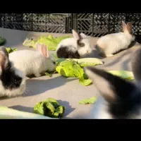 خرگوش|موش و خرگوش|پارس‌آباد, |دیوار