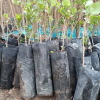 ارسال نهال پسته پبوندی و صنوبر