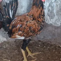 اهواز اخراسفالت