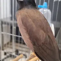 پرنده سخنگو
