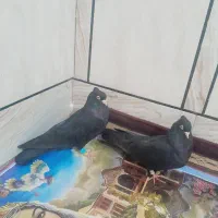 زاغ