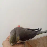 هلندی عروس.
