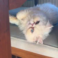گربه پرشین سوپر فلت