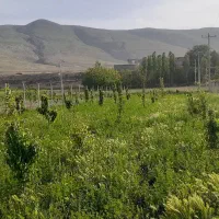 باغ‌ ۱۵۰۰‌متری