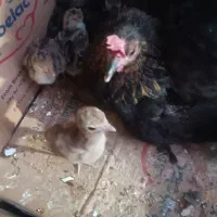 جوجه بوقلمون
