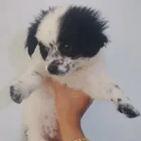 سگ خونگی