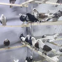 کبوتر پرشی سله دوستان