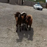 بره نر