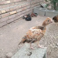 جوجه گلپایگانی دو ماهه