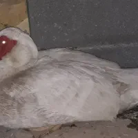 اردک اسرائیلی نر خوشگل