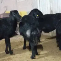 قوچ افشار مشکی