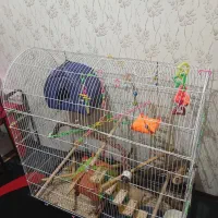 قفس بزرگ|لوازم جانبی حیوانات|محمدیه-قزوین, |دیوار
