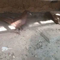 کبوتررواعب