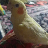 عروس هلندی