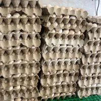 تخم نطفه دار گلپایگانی و گلین نطفه ۱۰۰ درصد