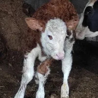 شیرگاو وپنیر شال گاو