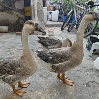3تاغازنژاد دار فوری فوری