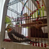 عروس هلندی مولد جفت سخن گو جوان