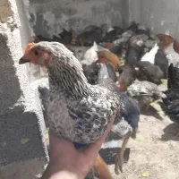 خروس و مرغ