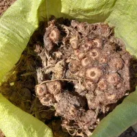 پیاز زعفران
