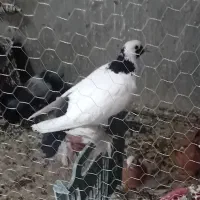 کبوتر دم سیاه
