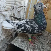 جوانه ماده صید هفرنگ دم سفید
