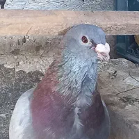 کفتر جفتی با جوجه