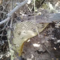 عسل وحشی