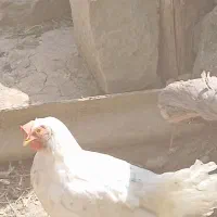 یک عدد خروس دوعدد مر. غ