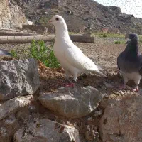 سفید نر|پرنده|جلگه رخ, |دیوار