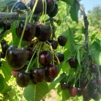 باغ-200-متری-واقع-در-ابرهیم-آباد-جاده-طالقان