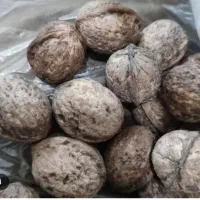 گردو شمال درجه یک