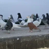 کبوتر رنگه زدوخوردی
