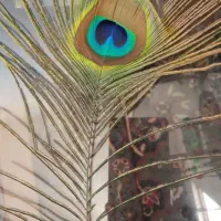 پر طاووس.