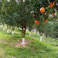 فروش-1000-متر-باغ