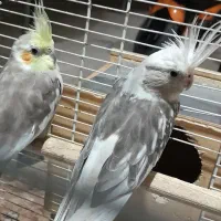 فروش طوطی عروس نروماده