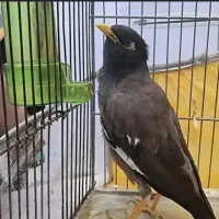 مرغ مینا