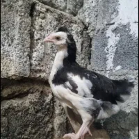 نیمچه گلین لری ۲/۵ماهه